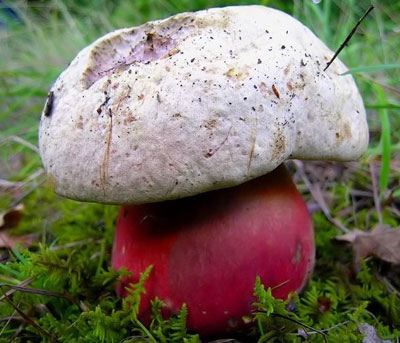 Ядовитый гриб. Сатанинский гриб.
