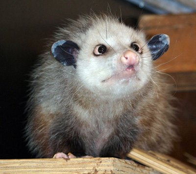 haydi-opossum-kosoglazie-3.jpg