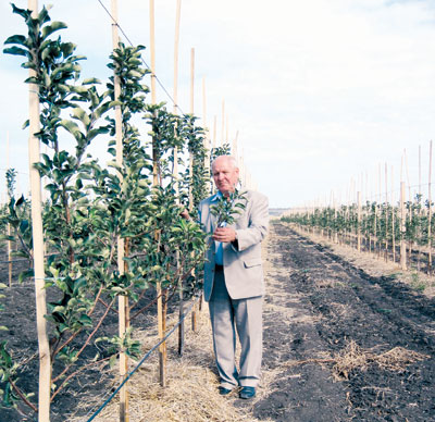             « »: «         knipp-baum.