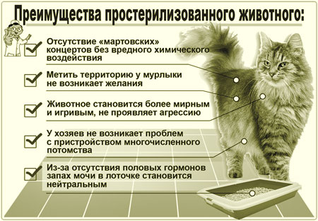 Преимущества стерилизации котов