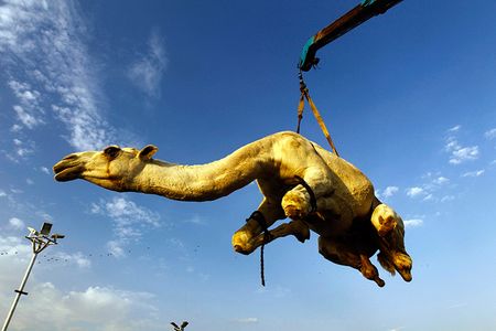  26 октября мусульмане отметили праздник жертвоприношения Курбан-байрам. Каждый участвующий в хадже лишил жизни животное. Вот так в Эр-Рияде (Саудовская Аравия) покупателю на рынке отгрузили верблюда, которого он затем принес в жертву.