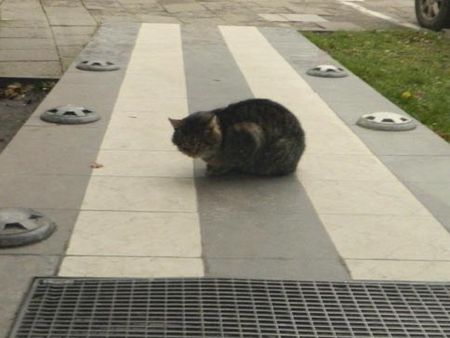 В Вильнюсе всё подчинено энергосбережению: например,  открытых теплотрасс, на которых в Украине греются коты и бомжи,  здесь нет. Этот кот нашёл тепло на подогреваемом от наледи пандусе. 