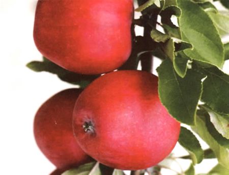 Катя - поздний летний сорт: крупные зеленовато-жёлтые яблоки спеют к концу августа, на вкус - кисло-сладкие, хрустящие. По мере созревания они покрываются румянцем. 
