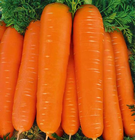 Дарина - очень урожайная поздняя морковь с корнеплодом ярко-оранжевого цвета. Отличается высоким содержанием каротина. Верхняя часть корнеплода не зеленеет.