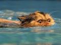 Эти забавные животные: "водоплавающие" коты (ФОТО)