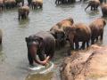 Шри-Ланка: слоновий заповедник