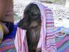 На крымских пляжах щенку нужна защита от солнца не меньше, чем ребёнку. 