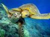 Острова Большого Барьерного рифа - место размножения шести видов морских черепах.