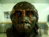    Homo erectus pekinensis. 