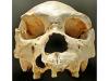  Homo heidelbergensis.