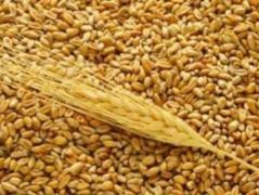 ДНР готова продавать зерно всем. Кроме Украины