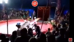 В российском цирке медведь напал на дрессировщика: появилось жуткое видео