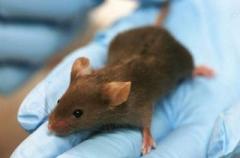 Ученым удалось остановить старение у мышей