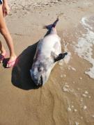 На Белосарайскую косу выбросило мертвого дельфина