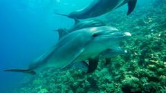 Ученые обеспокоены массовой гибелью дельфинов у побережья США