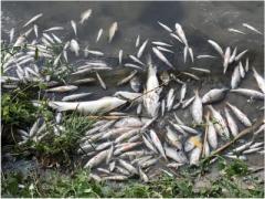 В Донецке в реке Кальмиус начался массовый мор рыбы