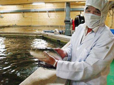 Президент Тосиясу Йошимура показывает неядовитый вид рыбы фугу.