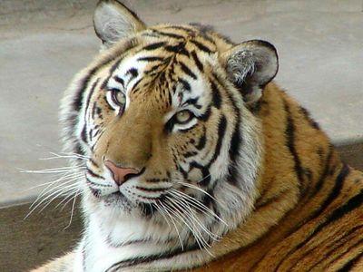 Амурских тигров "косит" неизвестная болезнь