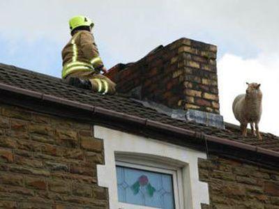 Пожарным пришлось снимать с крыши дома... овцу