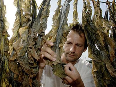 Из морской капусты можно делать биотопливо