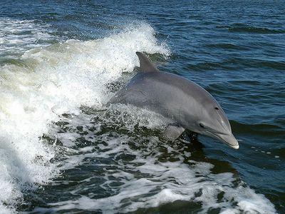 Гибель дельфинов связали с военными