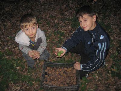 Ромочка и Вадик Науменко любят жевать орехи.  «От них дети растут!» - уверяют они. 