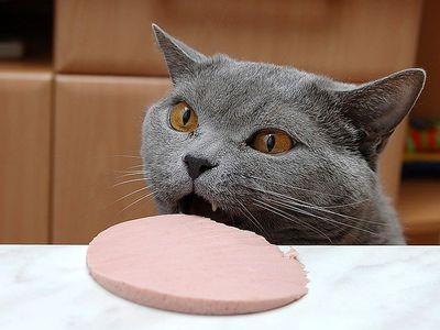 Хозяева знают: если котик ест колбасу - значит,  она отличного качества.