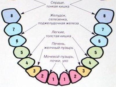 Связь зубов с организмом