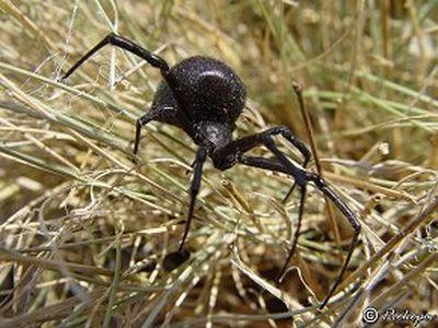 Самого опасного паука в регионе можно встретить в окрестностях Волжского