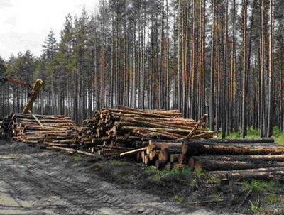 В Донбассе поймали за руку уничтожителей леса