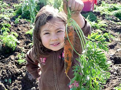Вот такая красавица - подзимняя морковь вырастает у Александра.  Его внучке Сашеньке очень нравятся сочные, вкусные корнеплоды!