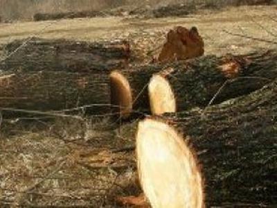 Под Славянском незаконно рубят лес (ВИДЕО) 