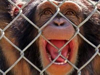 В зоопарке Мариуполя обезьяна откусила палец семимесячному малышу