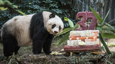 В зоопарке Гонконга умерла самая старая панда в мире