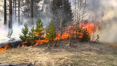 На Луганщине загорелся лес