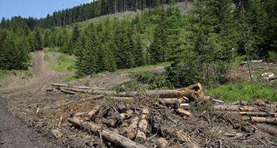 Преступление экономически и экологически: на Закарпатье хотят вырубить 14000 га леса
