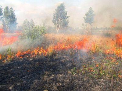 В Донецке горел смешанный лес