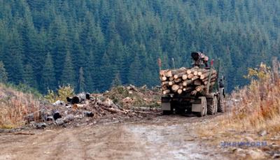 ЕС без проблем покупает украинский лес как "дрова" - британский эколог