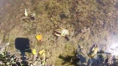 «Не вздумайте купаться и ловить рыбу»: «власти» ОРДО проверили качество воды в Кальмиусе