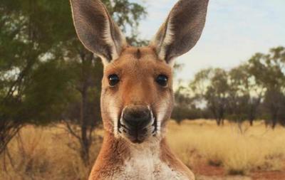 В Австралии кенгуру "избил" парашютиста (ВИДЕО)
