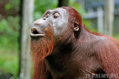 Ученые составили словарь языка орангутанов