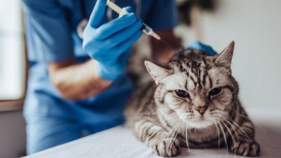 В России начали выпускать COVID-вакцину для животных