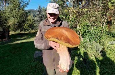 В Карпатах нашли трехкилограммовый гриб