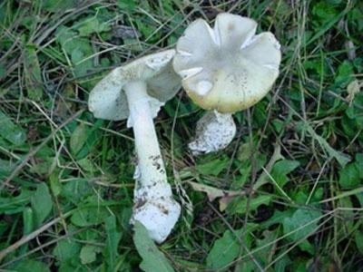   (Amanita phalloides).