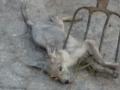 В Украине убит детеныш чупакабры (ВИДЕО)