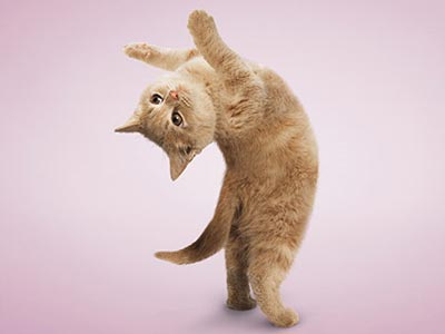 http://donbass.ua/multimedia/images/content/2010/08/12/yoga-cat-2.jpg