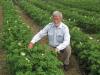Дончанин Алексей Стрелков выращивает восемь сортов картофеля (на фото - со среднепоздним Дезире). С каждой сотки он собирает по 200-300 кг, не слишком напрягаясь! 