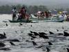 Столь массового выброса дельфинов в районе Филиппин не наблюдалось ни разу. Фото ЕРА.