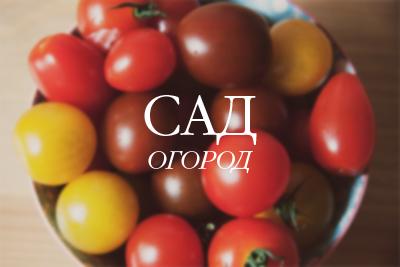 «Поторопите» томаты - получите больше здоровых плодов