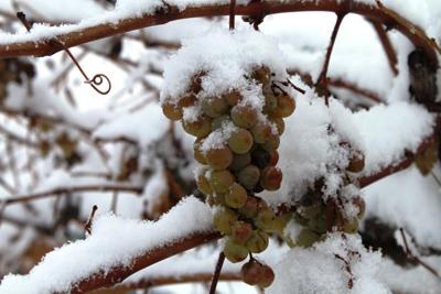 Готовим виноград к холодам